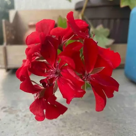 A Beautiful In Holiday home Varna